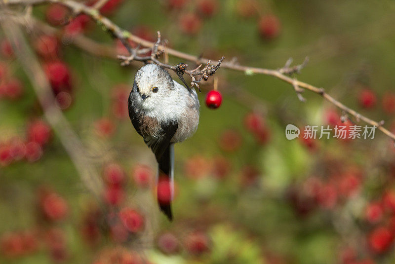 长尾山雀(Aegithalos caudatus)